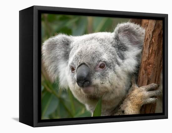 Koala, Australia-David Wall-Framed Premier Image Canvas