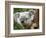 Koala, Australia-David Wall-Framed Photographic Print