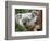 Koala, Australia-David Wall-Framed Photographic Print