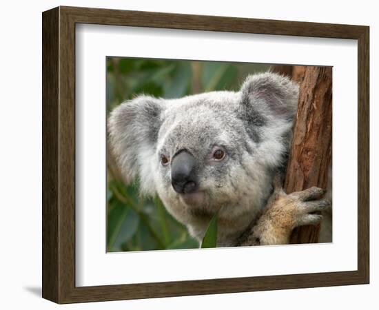 Koala, Australia-David Wall-Framed Photographic Print