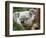 Koala, Australia-David Wall-Framed Photographic Print