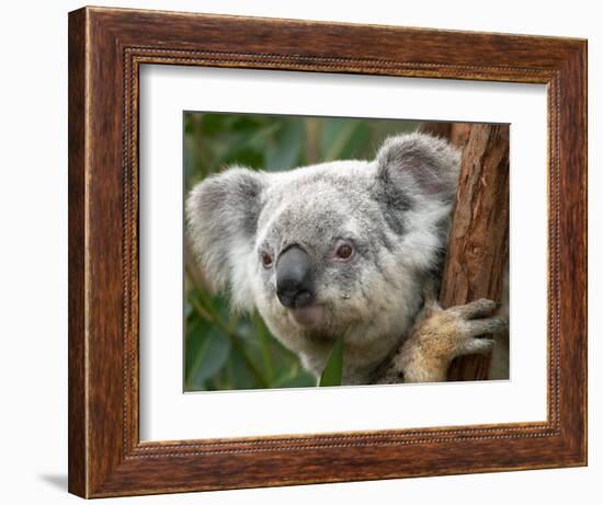 Koala, Australia-David Wall-Framed Photographic Print