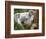 Koala, Australia-David Wall-Framed Photographic Print