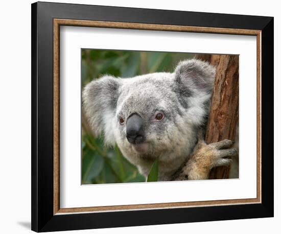 Koala, Australia-David Wall-Framed Photographic Print