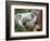 Koala, Australia-David Wall-Framed Photographic Print