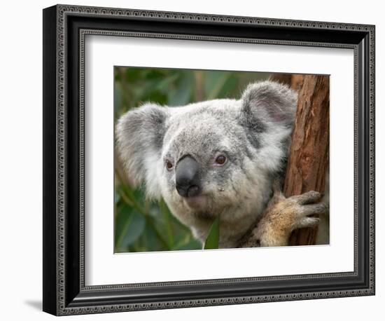 Koala, Australia-David Wall-Framed Photographic Print