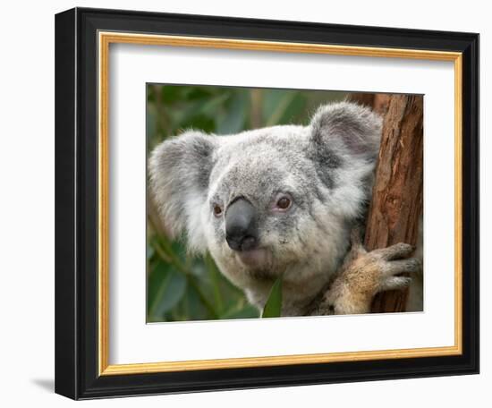 Koala, Australia-David Wall-Framed Photographic Print