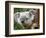 Koala, Australia-David Wall-Framed Photographic Print