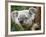 Koala, Australia-David Wall-Framed Photographic Print