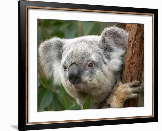 Koala, Australia-David Wall-Framed Photographic Print