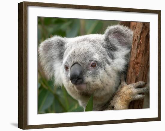 Koala, Australia-David Wall-Framed Photographic Print