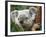 Koala, Australia-David Wall-Framed Photographic Print