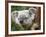 Koala, Australia-David Wall-Framed Photographic Print