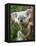 Koala, Australia-David Wall-Framed Premier Image Canvas