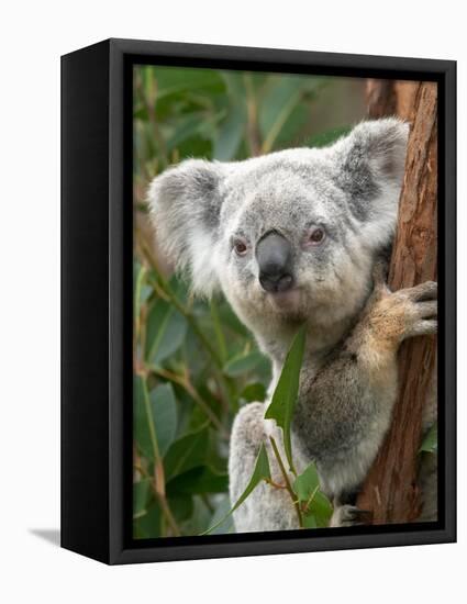 Koala, Australia-David Wall-Framed Premier Image Canvas