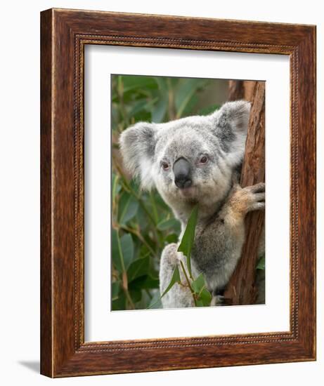 Koala, Australia-David Wall-Framed Photographic Print