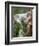 Koala, Australia-David Wall-Framed Photographic Print