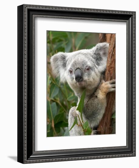 Koala, Australia-David Wall-Framed Photographic Print