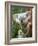 Koala, Australia-David Wall-Framed Photographic Print