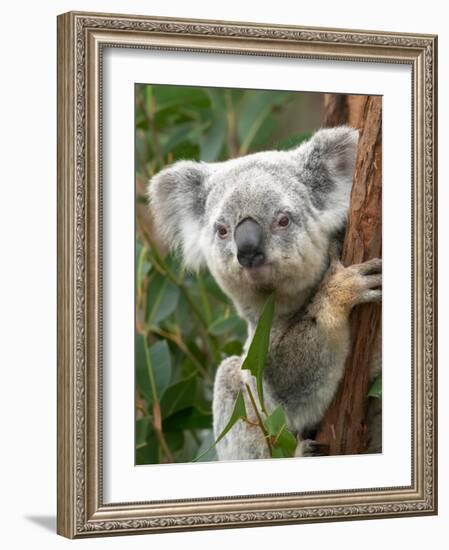 Koala, Australia-David Wall-Framed Photographic Print