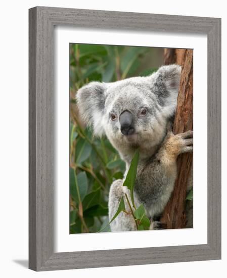 Koala, Australia-David Wall-Framed Photographic Print