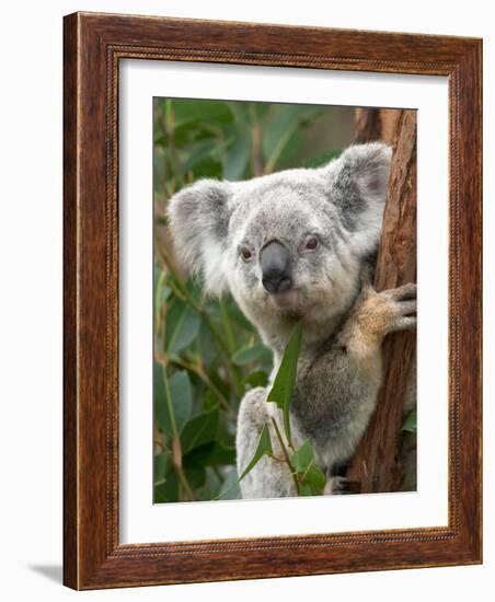 Koala, Australia-David Wall-Framed Photographic Print