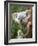 Koala, Australia-David Wall-Framed Photographic Print