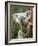 Koala, Australia-David Wall-Framed Photographic Print