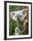 Koala, Australia-David Wall-Framed Photographic Print