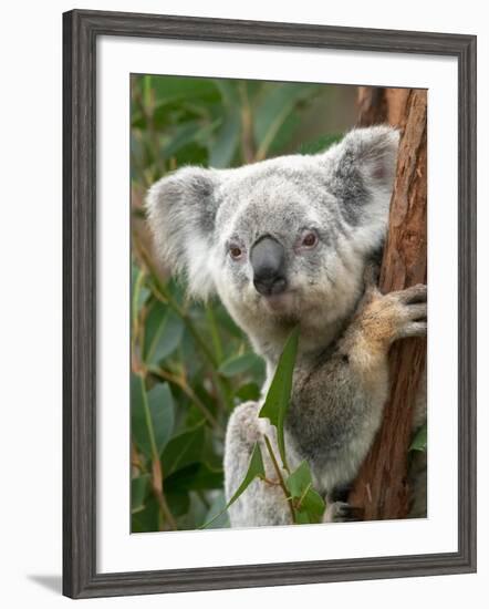Koala, Australia-David Wall-Framed Photographic Print