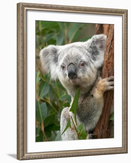 Koala, Australia-David Wall-Framed Photographic Print