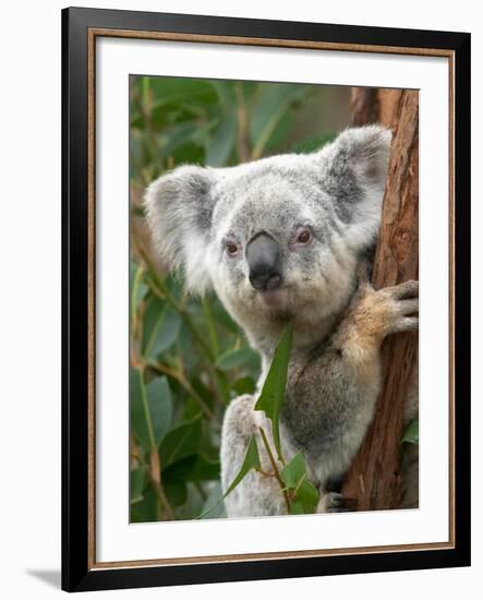 Koala, Australia-David Wall-Framed Photographic Print