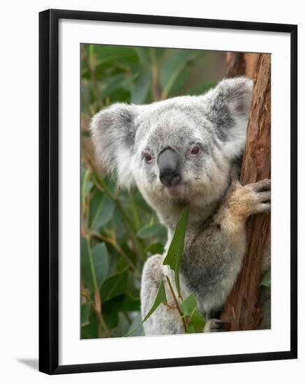 Koala, Australia-David Wall-Framed Photographic Print