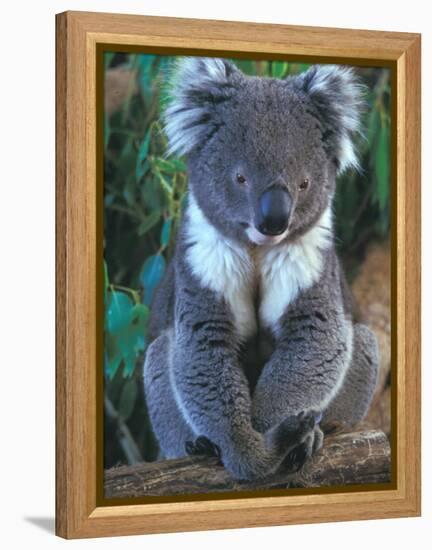 Koala, Australia-John & Lisa Merrill-Framed Premier Image Canvas