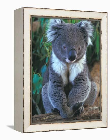 Koala, Australia-John & Lisa Merrill-Framed Premier Image Canvas