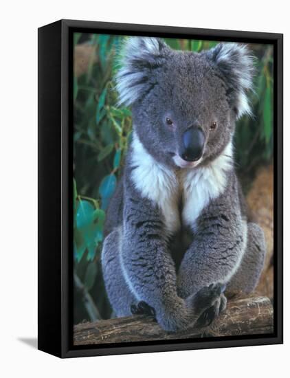 Koala, Australia-John & Lisa Merrill-Framed Premier Image Canvas