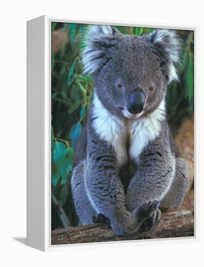 Koala, Australia-John & Lisa Merrill-Framed Premier Image Canvas