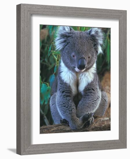 Koala, Australia-John & Lisa Merrill-Framed Photographic Print