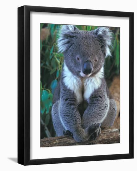 Koala, Australia-John & Lisa Merrill-Framed Photographic Print