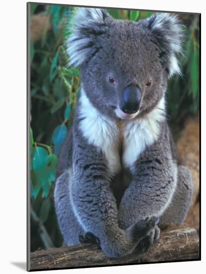 Koala, Australia-John & Lisa Merrill-Mounted Photographic Print