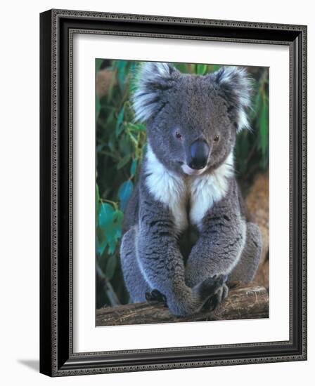 Koala, Australia-John & Lisa Merrill-Framed Photographic Print