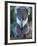 Koala, Australia-John & Lisa Merrill-Framed Photographic Print