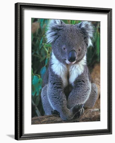 Koala, Australia-John & Lisa Merrill-Framed Photographic Print