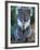 Koala, Australia-John & Lisa Merrill-Framed Photographic Print