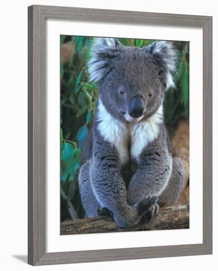 Koala, Australia-John & Lisa Merrill-Framed Photographic Print