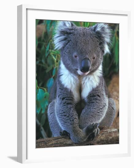 Koala, Australia-John & Lisa Merrill-Framed Photographic Print