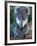 Koala, Australia-John & Lisa Merrill-Framed Photographic Print