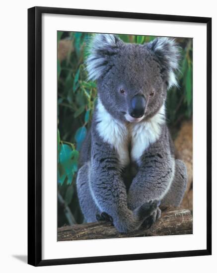 Koala, Australia-John & Lisa Merrill-Framed Photographic Print