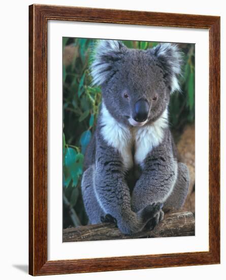 Koala, Australia-John & Lisa Merrill-Framed Photographic Print