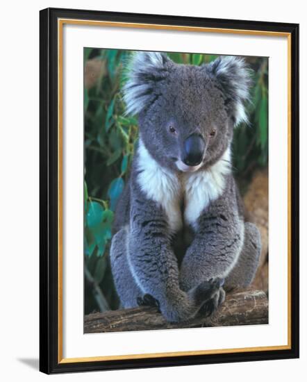 Koala, Australia-John & Lisa Merrill-Framed Photographic Print